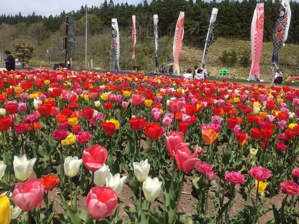 鯉のぼりとチューリップ🎏🌷