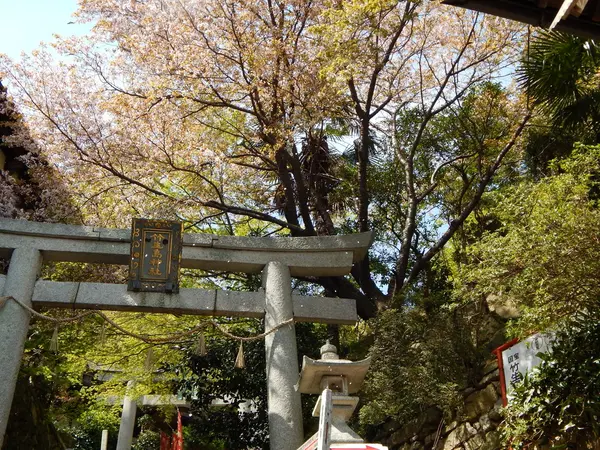 さくら吹雪～🌸