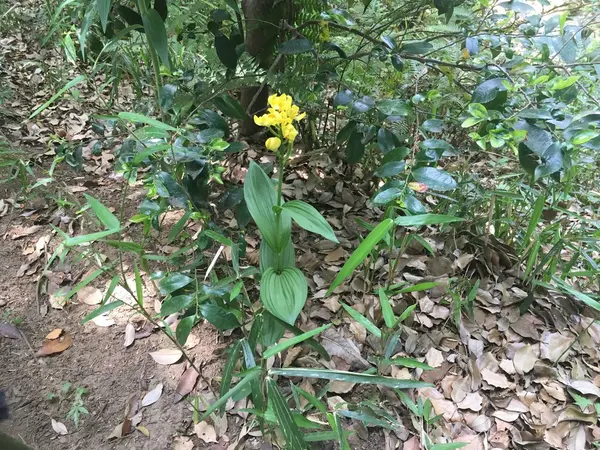 野生のキンラン