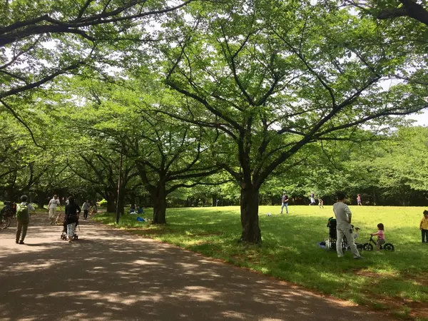 大きな木のトンネルがいい感じ〜！
