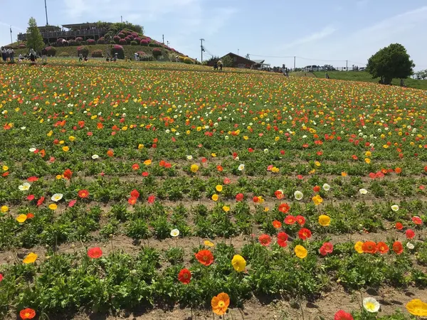 一面のアイスランドポピー(4月下旬〜5月下旬)