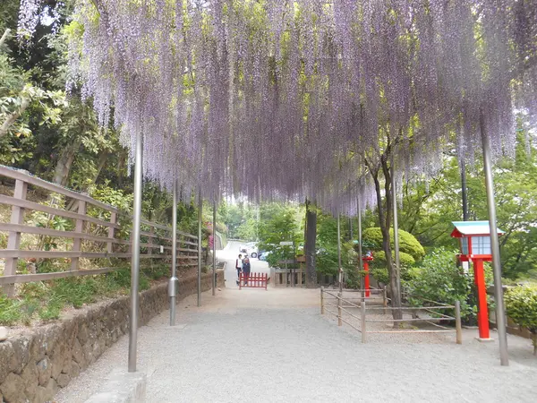 藤の花のカーテン