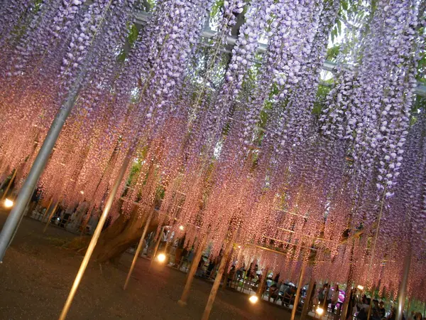 藤の花