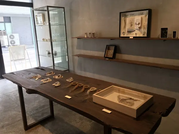 展示の感じもやし