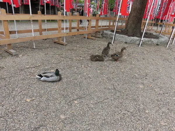 カモが生息