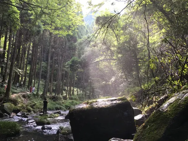 光と風と鳥の声