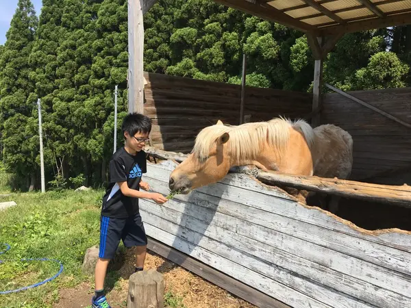 おとなしい馬さん