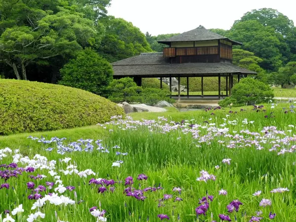 花菖蒲がキレイ…！