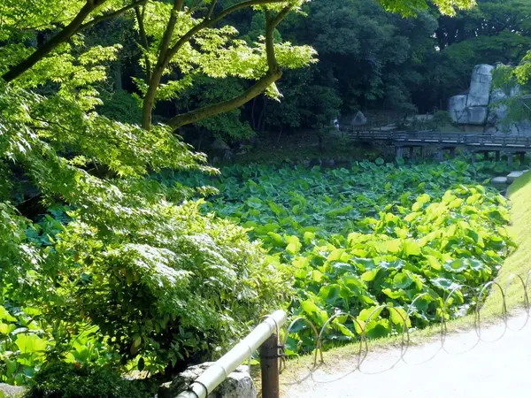 花葉の池