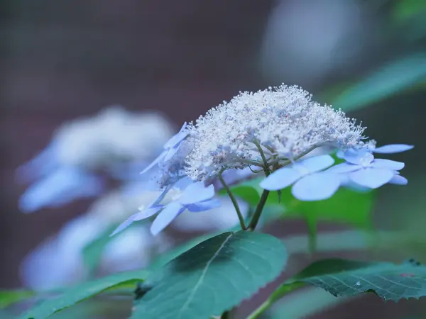 紫陽花は種類が豊富