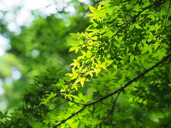 新緑がまぶしい