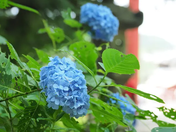 季節ごとの風景（紫陽花）