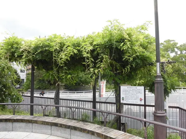 藤の花