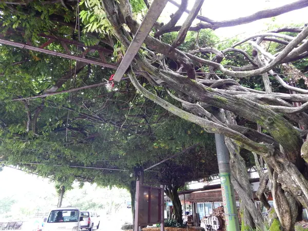 恵那峡の大フジ