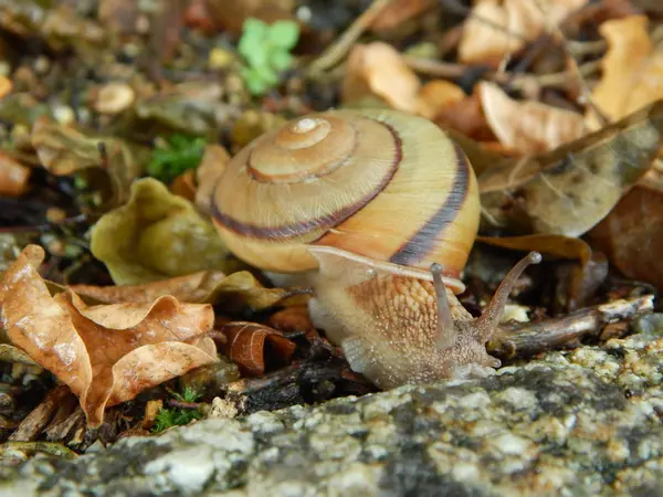 今年初めて会うカタツムリ