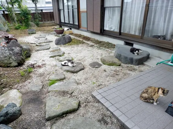 ねこ、お庭にいっぱいです