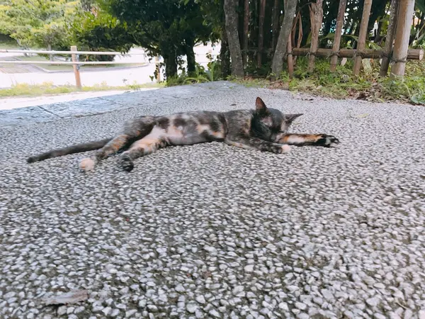 通りにいたネコ