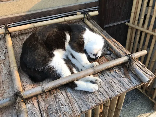 八坂の猫さま