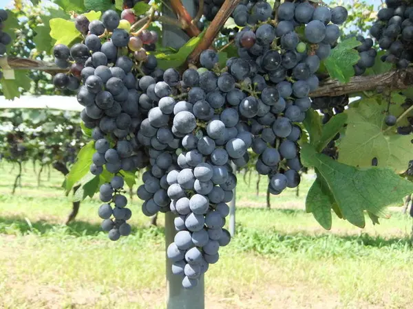 ぶどう畑ガイドツアー付き