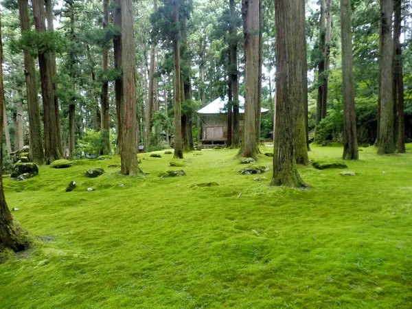 ”苔の神社”で散策を…！