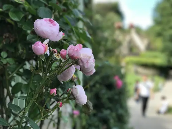 英国らしいバラ