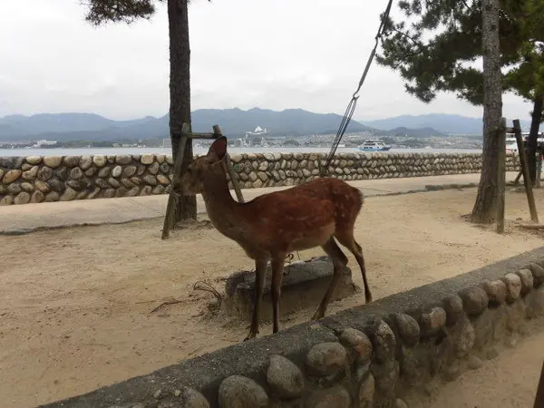 シカ