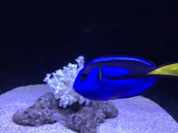 すみだ水族館
