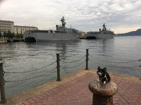 たくさんの護衛艦や潜水艦
