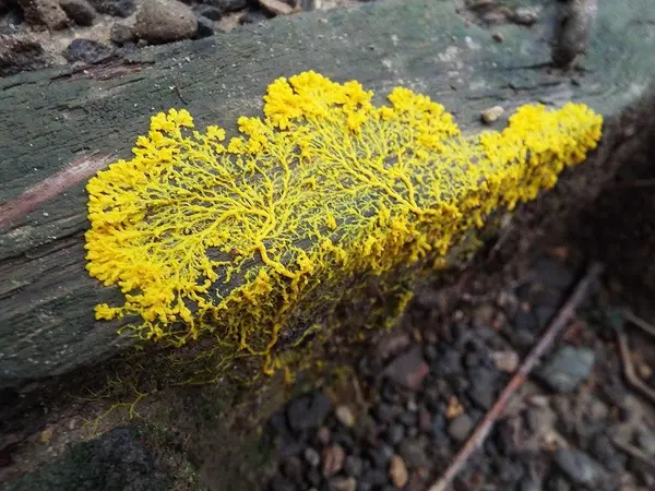 粘菌