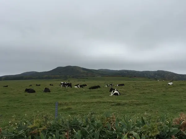 牛さんも一望できます！
