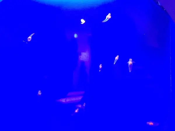 愛らしいクリオネダンス！