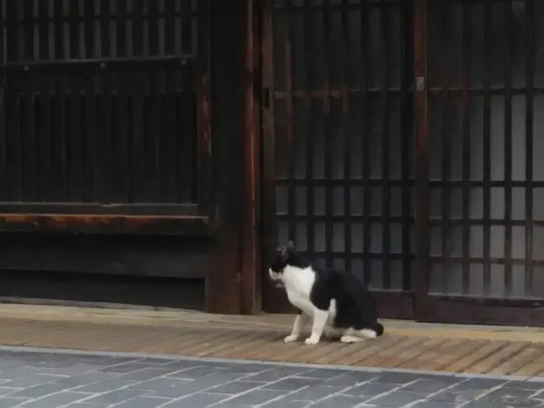 猫と竹原格子