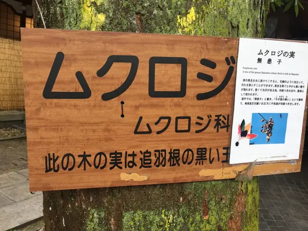 羽子板の下の黒い種