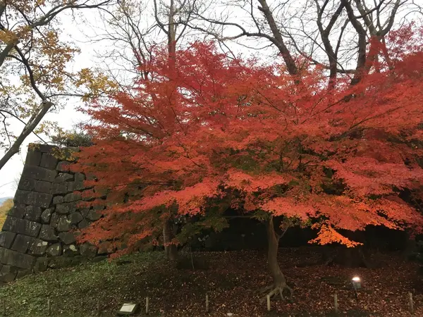 石垣と紅葉2