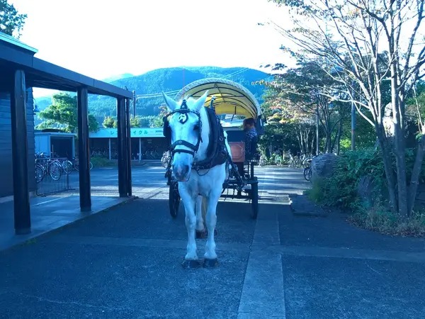 1日数回の馬車ツアー。