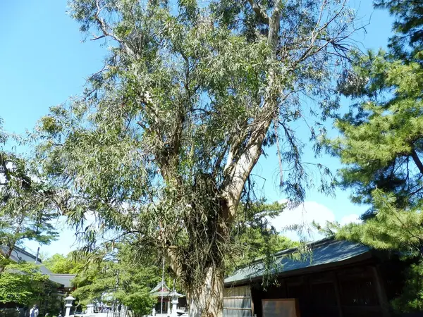 パワーを感じる（？）ユーカリ