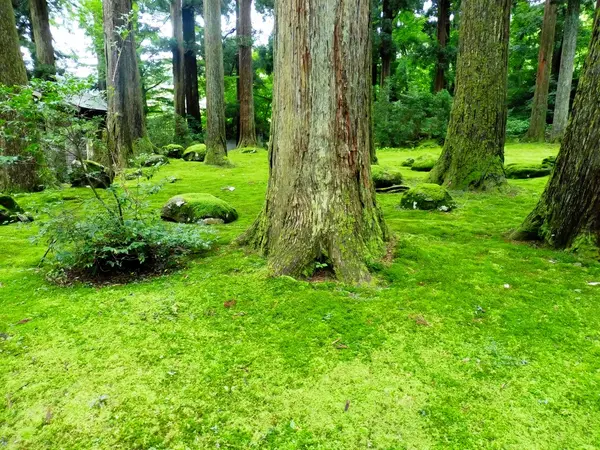とにかく苔が美しいです…！