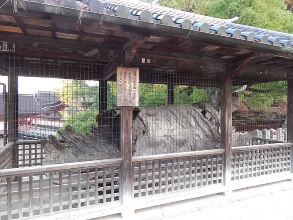 後白河法皇お手植えの松