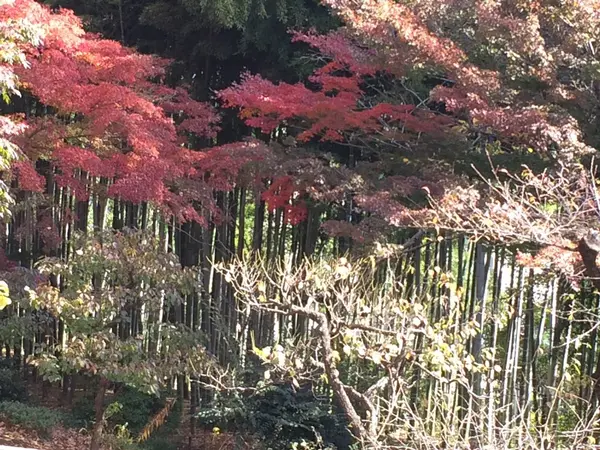 有名な 竹林 と 紅葉🍁