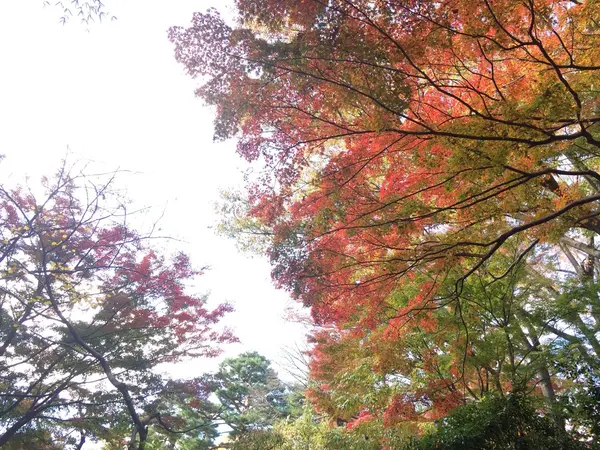 竹林 を 背に パシャ！