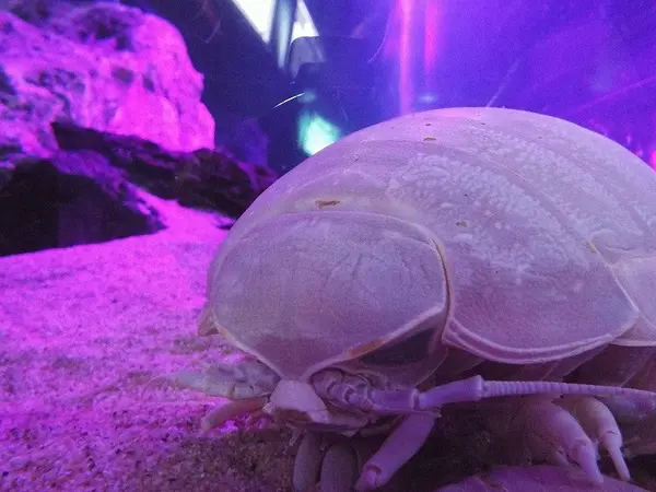 ダイオウグソクムシ