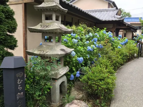 アジサイ咲いてます