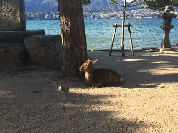 宮島にはたくさんシカがいます。