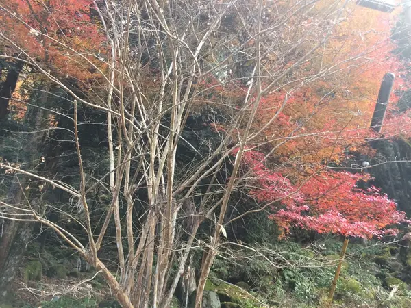 若干、紅葉 している感じです