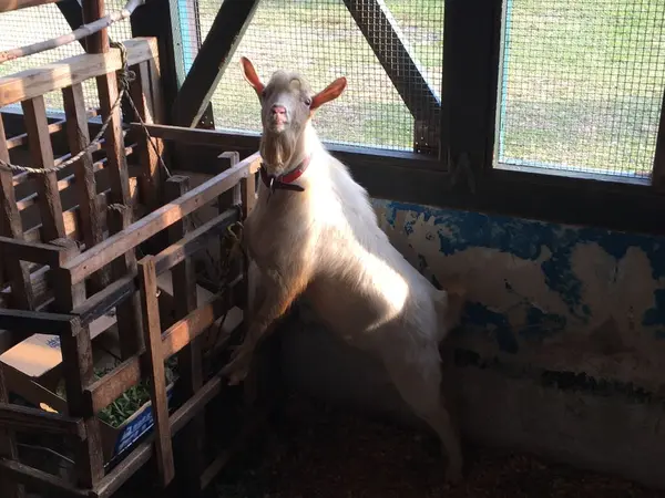 ヤギがいました