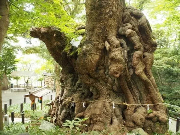 大楠