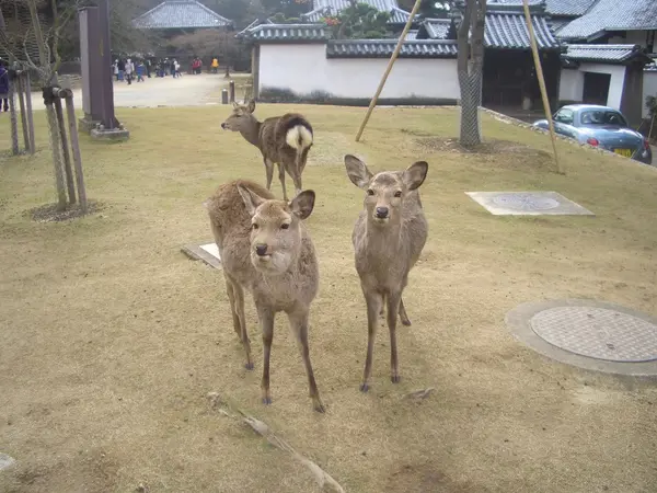こちらにも