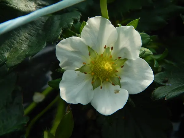 愛らしいいちごの花も