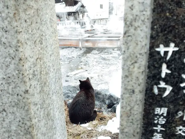 運が良ければ、可愛い黒猫と三毛猫にも会えるかも？！