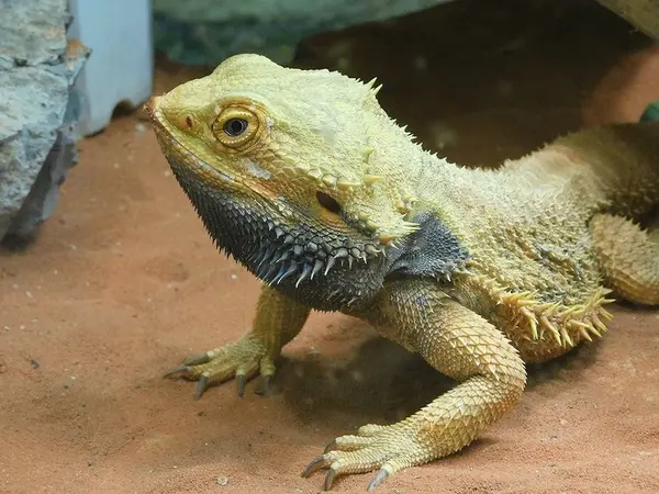 フトアゴヒゲトカゲ